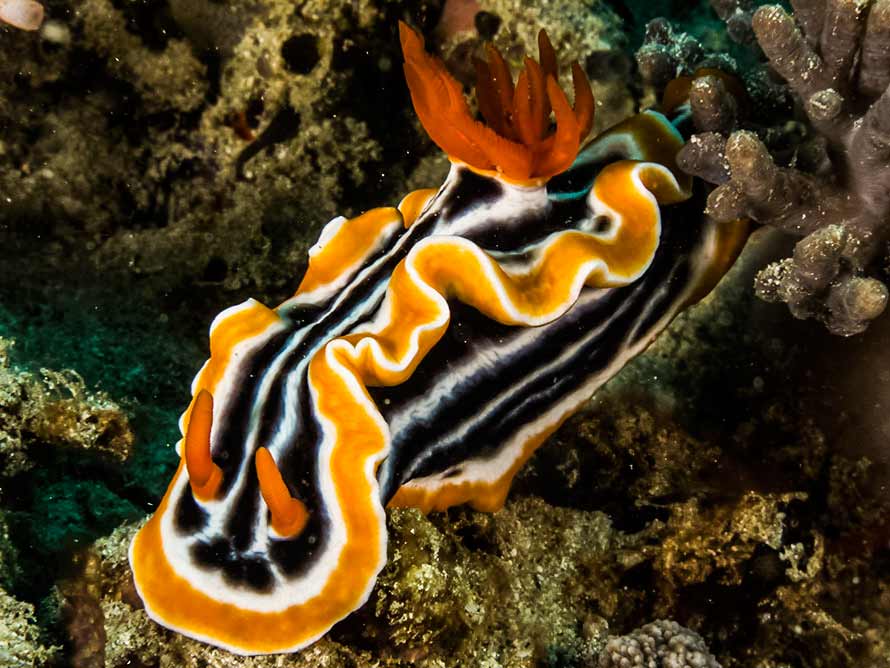 Heller & Thompson, 1983